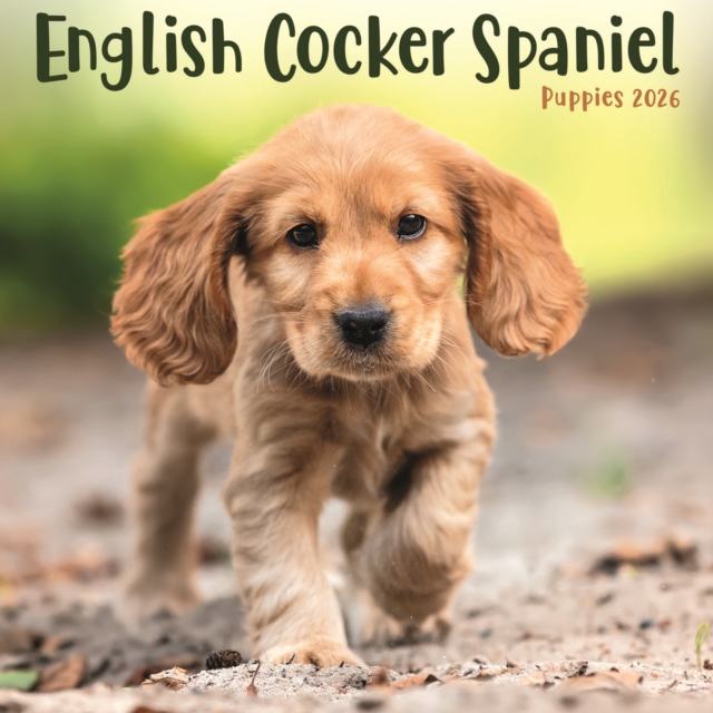English Cocker Spaniel Puppies Square Mi