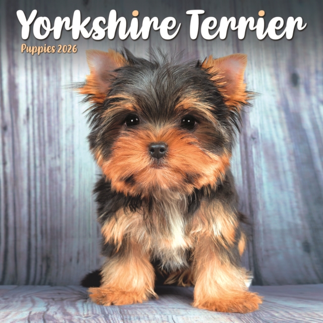 Yorkshire Terrier Puppies Square Mini Ca