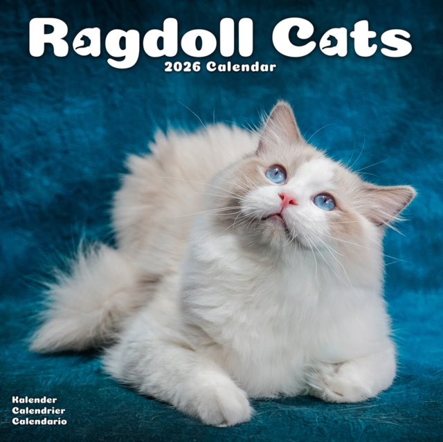 Cats - Ragdoll Calendar 2026  Square Cat Wall Calendar - 16 Month
