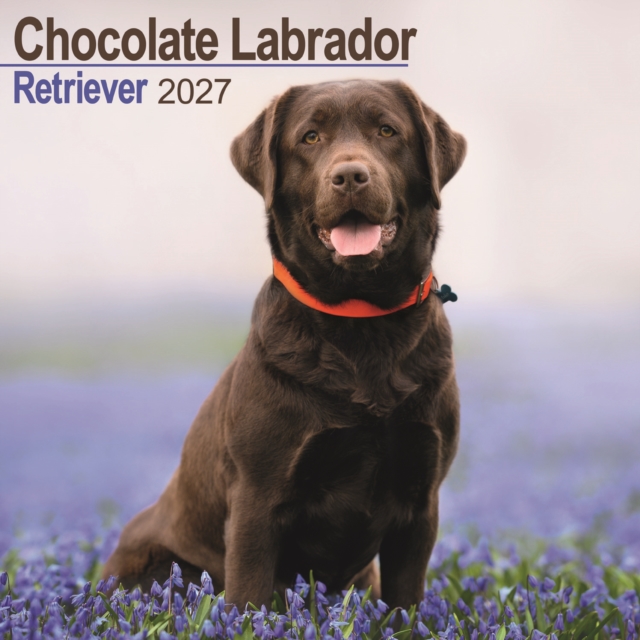 Labrador Retriever Chocolate Wall