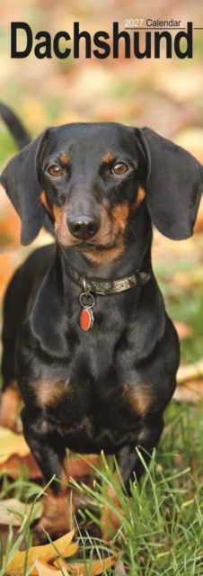 Dachshunds S / AVONSI