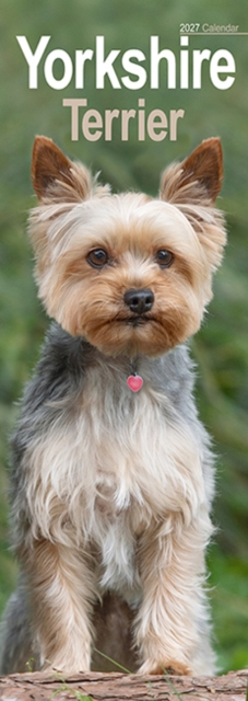 Yorkshire Terrier Slim