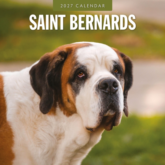 Saint Bernards 2027 Square Wall Calendar