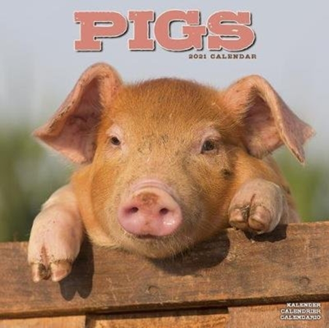 Pigs 2021 Wall Calendar