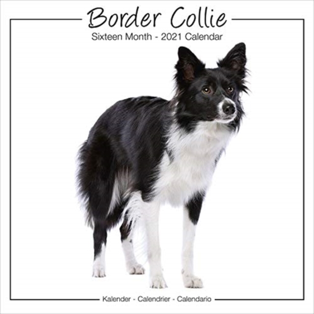 Border Collie Studio 2021 Wall Calendar