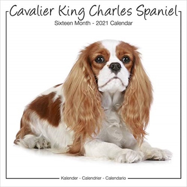 Cavalier King Charles Spaniel Studio 2021 Wall Calendar