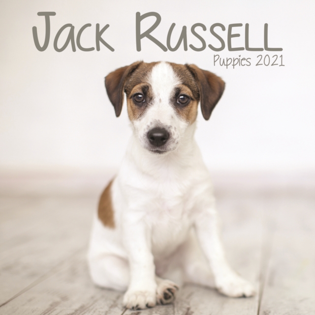 Jack Russell Puppies Mini Square Wall Calendar 2021