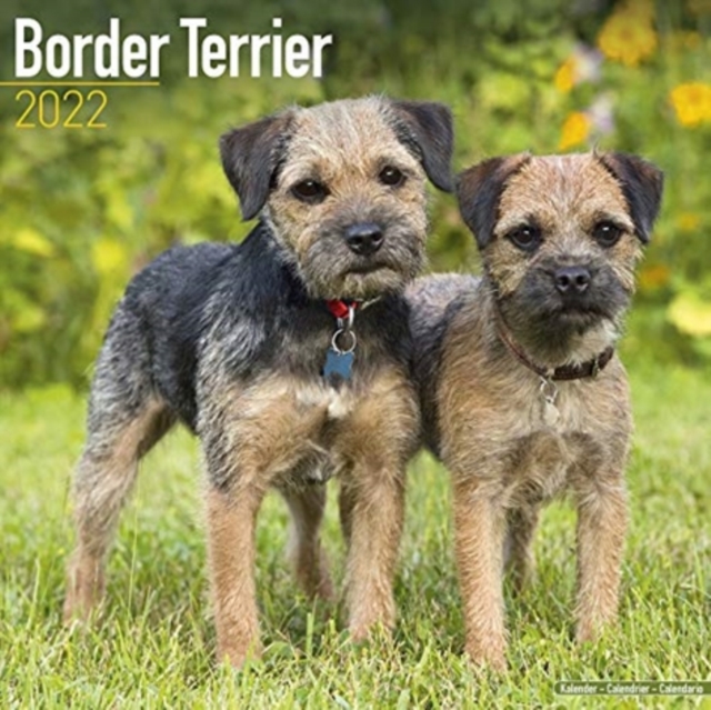 Border Terrier 2022 Wall Calendar