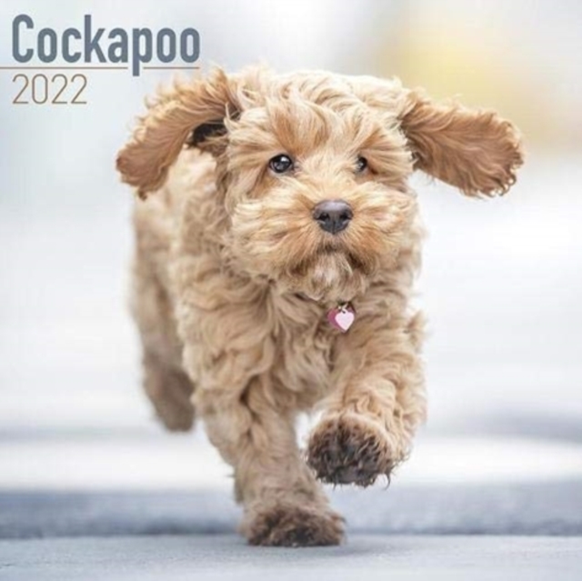 Cockapoo 2022 Wall Calendar