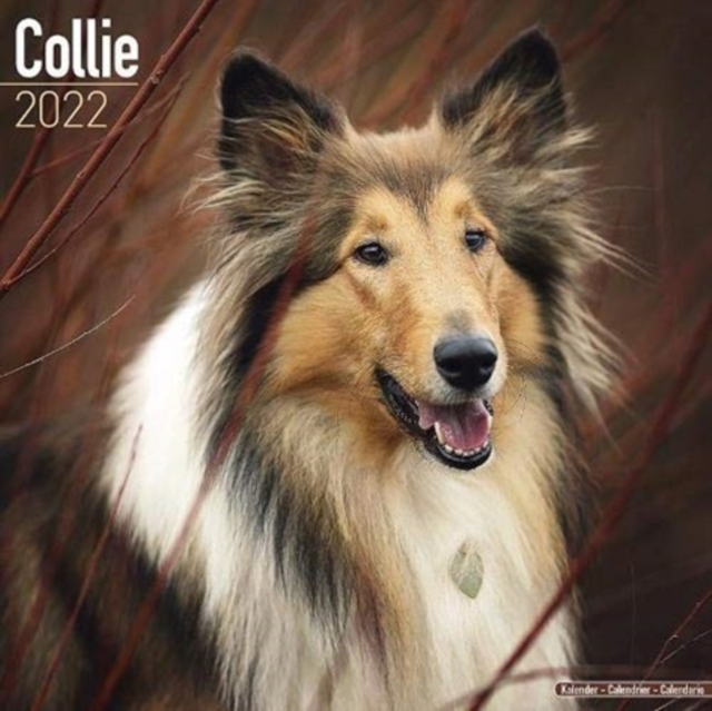 Collie 2022 Wall Calendar