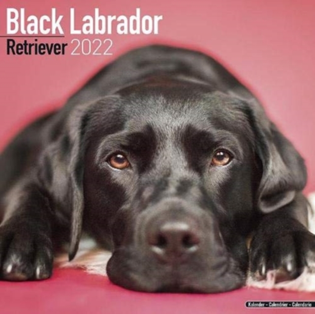 Black Labrador Retriever 2022 Wall Calendar