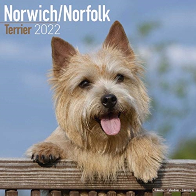 Norwich Norfolk Terrier 2022 Wall Calendar