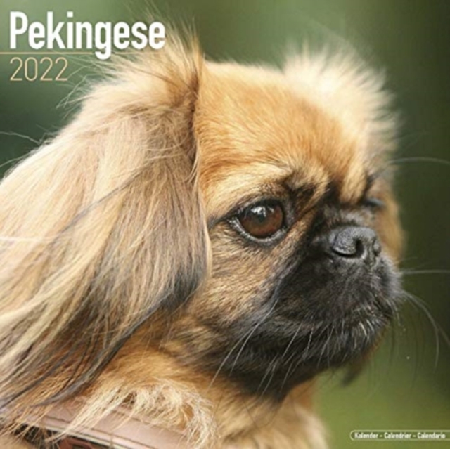 Pekingese 2022 Wall Calendar