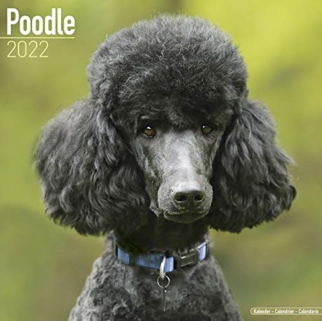 Poodle 2022 Wall Calendar