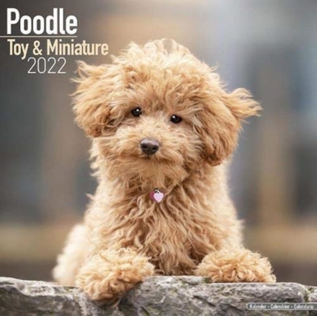 Poodle Toy & Miniature 2022 Wall Calendar