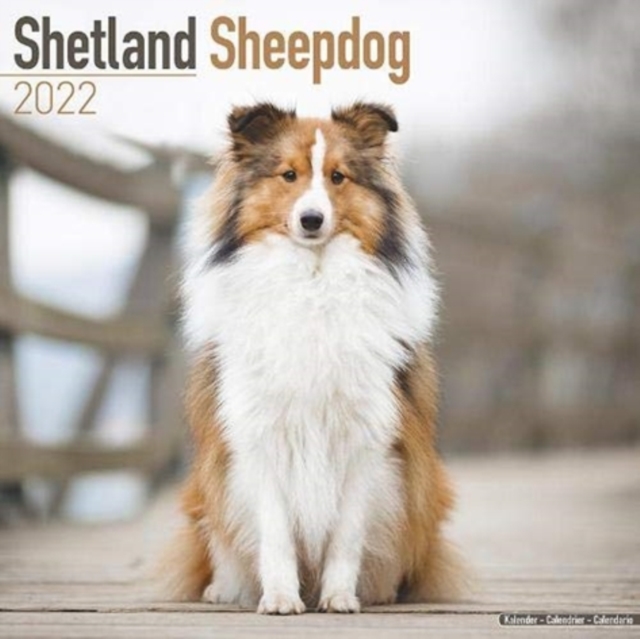 Shetland Sheepdog 2022 Wall Calendar