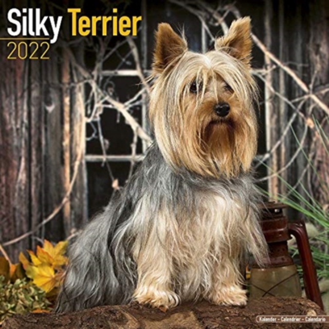 Silky Terrier 2022 Wall Calendar