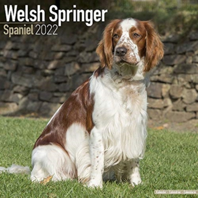 Welsh Springer Spaniel 2022 Wall Calendar