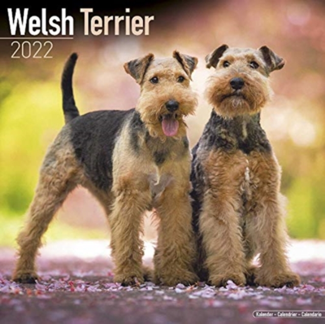 Welsh Terrier 2022 Wall Calendar