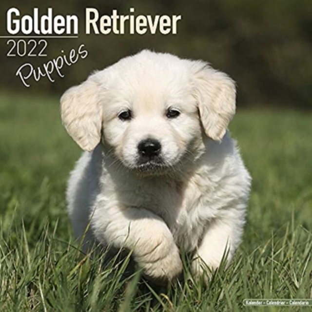 Golden Retriever Puppies 2022 Wall Calendar