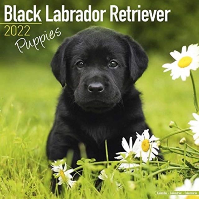 Black Labrador Retriever Puppies 2022 Wall Calendar