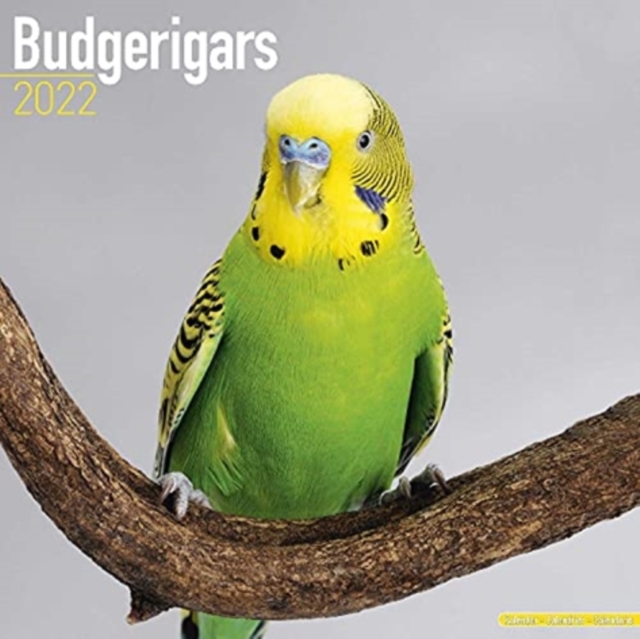 Budgerigars 2022 Wall Calendar