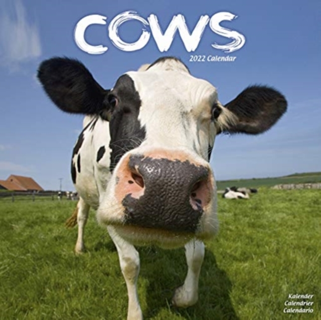 Cows 2022 Wall Calendar