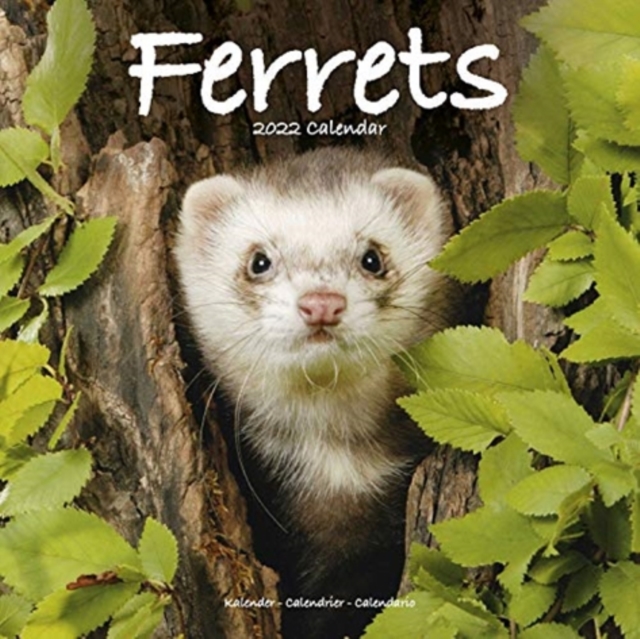 Ferrets 2022 Wall Calendar