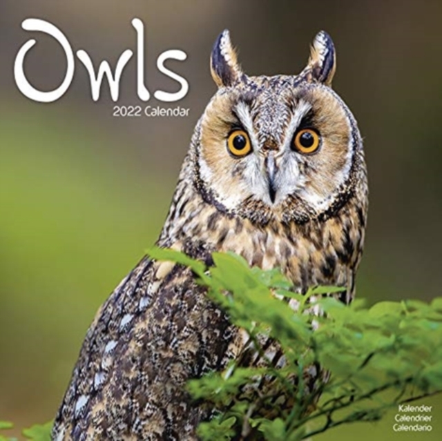 Owls 2022 Wall Calendar