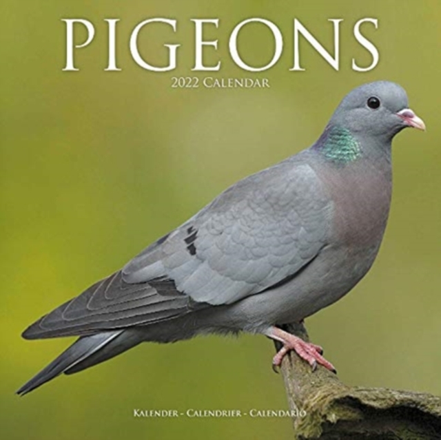 Pigeons 2022 Wall Calendar