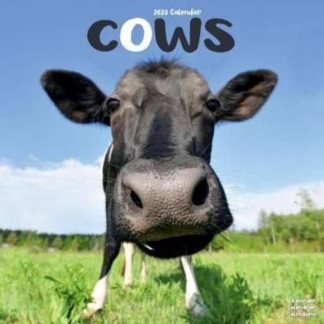 Cows 2023 Wall Calendar