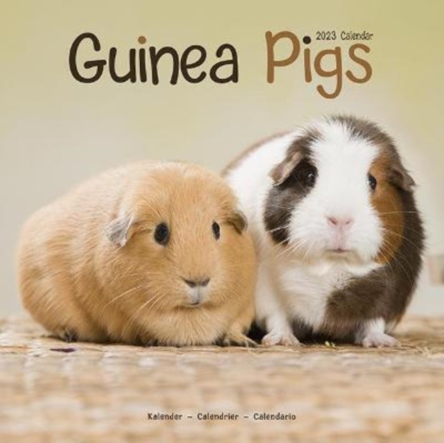 Guinea Pigs 2023 Wall Calendar