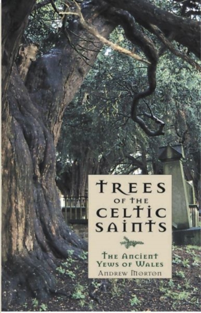 Trees of the Celtic Saints   The Ancient Yews of Wales