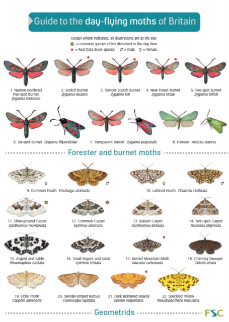 Guide to the Day-Flying Moths of Britain