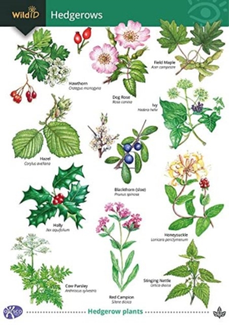 Guide to Hedgerows