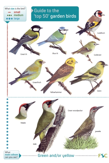 Guide to the Top 50 Garden Birds