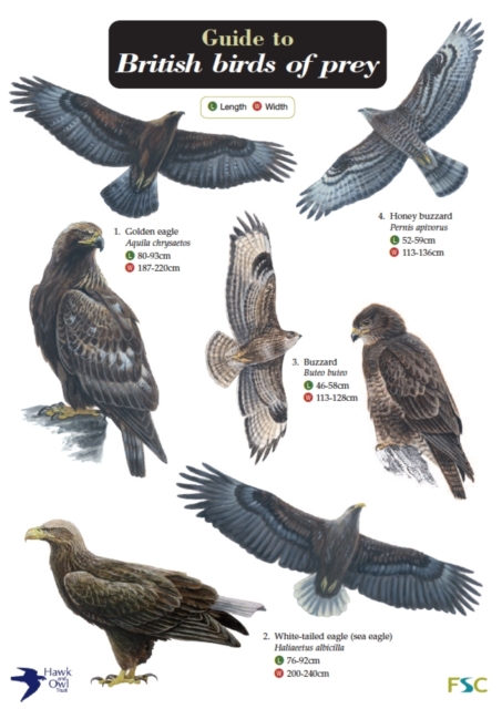 Guide to British Birds of Prey