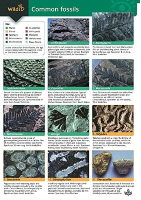 Guide to Common Fossils