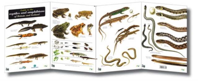 Guide to the Reptiles and Amphibians of Britain and Ireland