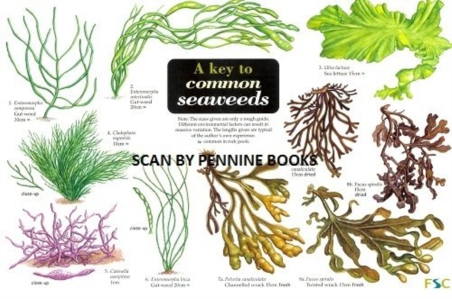 Key to Common Seaweeds