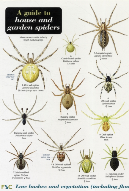 Guide to House and Garden Spiders