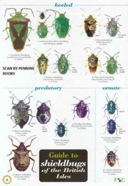 Guide to Shieldbugs of the British Isles