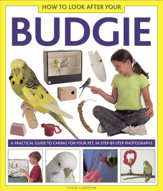 How to Look After Your Budgie