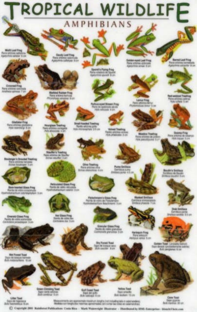 Amphibians