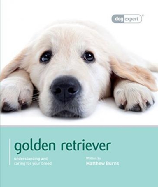 Golden Retriever - Dog Expert