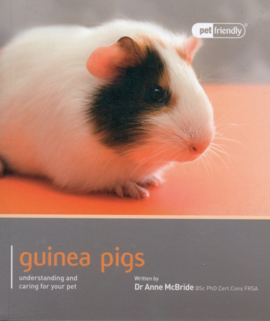 Guinea Pig - Pet Friendly