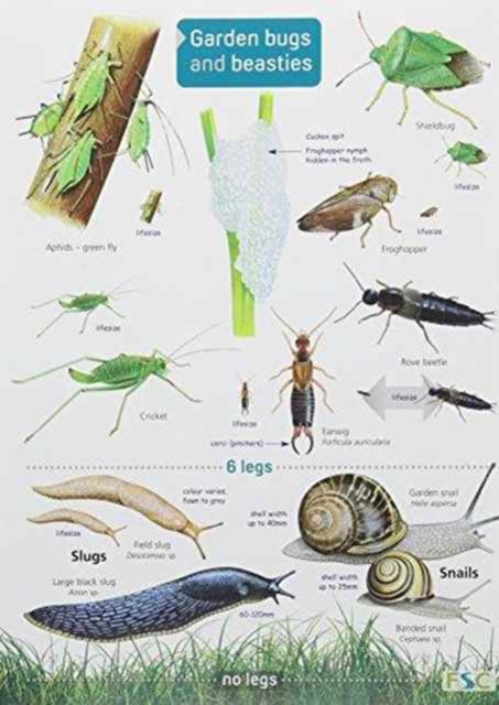 Garden Bugs and Beasties