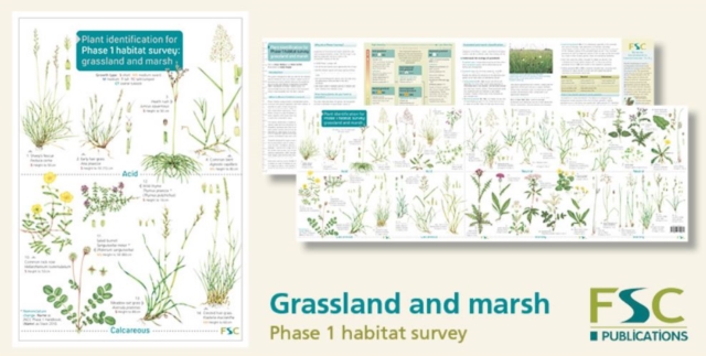 Plant Identification for Phase 1 Habitat Survey: Grassland and Marsh