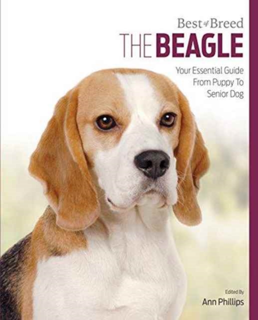 Beagle