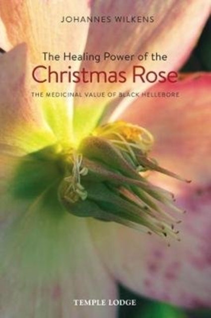 Healing Power of the Christmas Rose